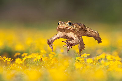 RolfNussbaumerToad