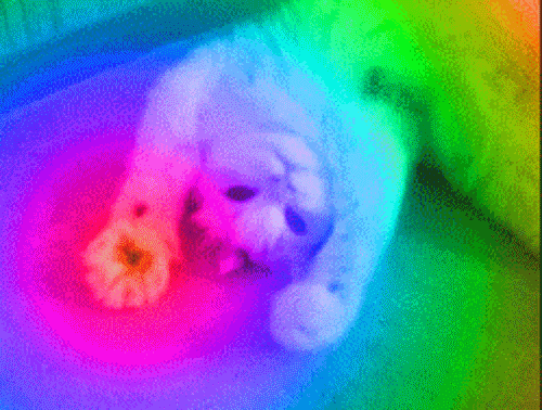 rainbowcat