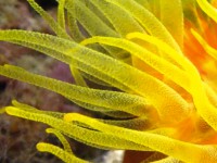 California Academy of Sciences 3/3