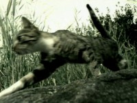 Kern Language Institute