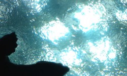 California Academy of Sciences 1/3