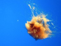 California Academy of Sciences 2/3