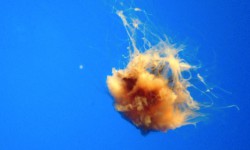 California Academy of Sciences 2/3